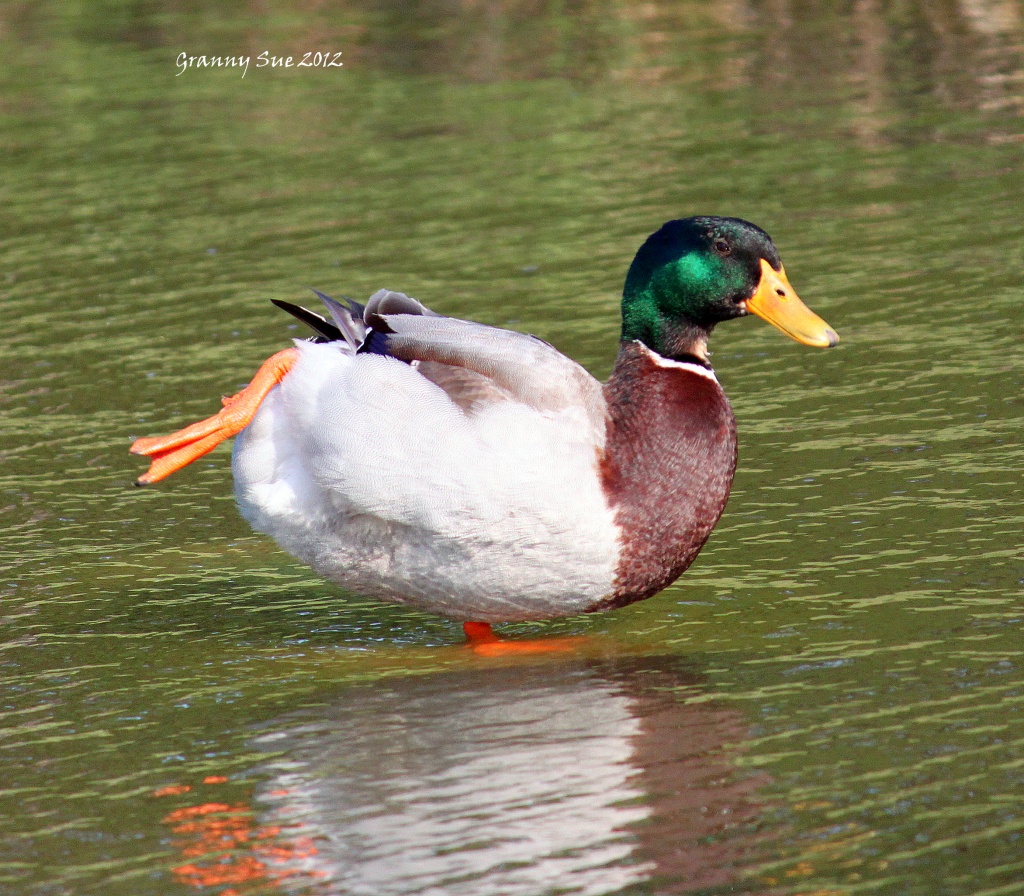 Duck Water Ballet by grannysue