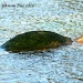Mossy Backed Turtle by grannysue