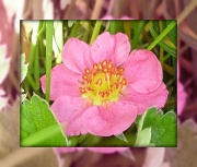 30th Apr 2012 - wild strawberry pink