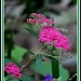 Pink Flowers (Spirea) by vernabeth
