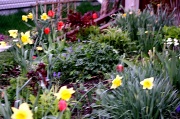 30th Apr 2012 - Like a pallet of color