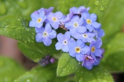 12th Apr 2012 - Forget-Me-Not