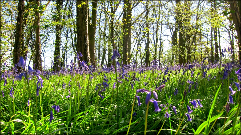 Bluebell Woods. by happypat