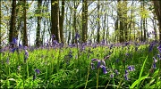 30th Apr 2012 - Bluebell Woods.