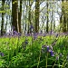 Bluebell Woods. by happypat