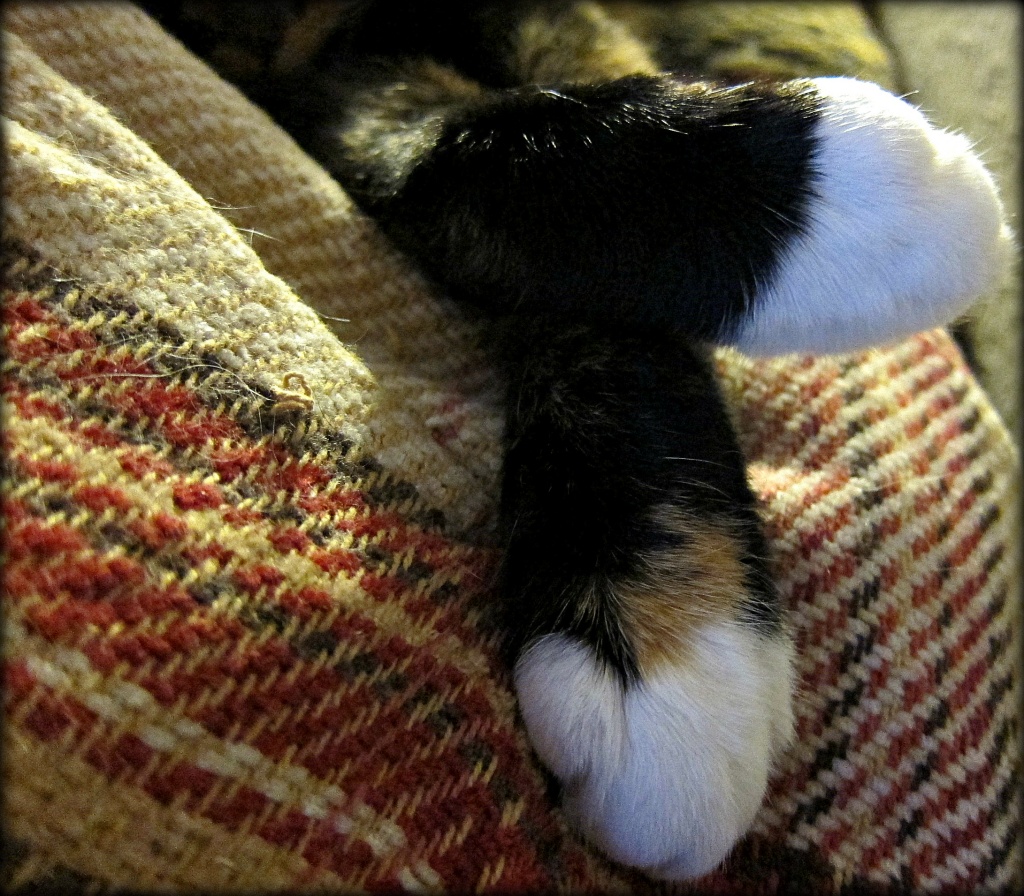 Crossed paws. by happypat