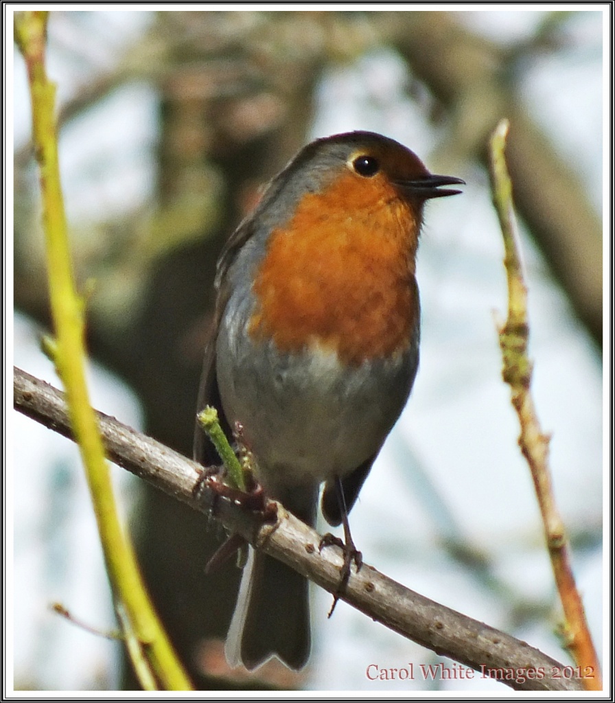 Robin-Sing Your Song-The Sun's Out by carolmw