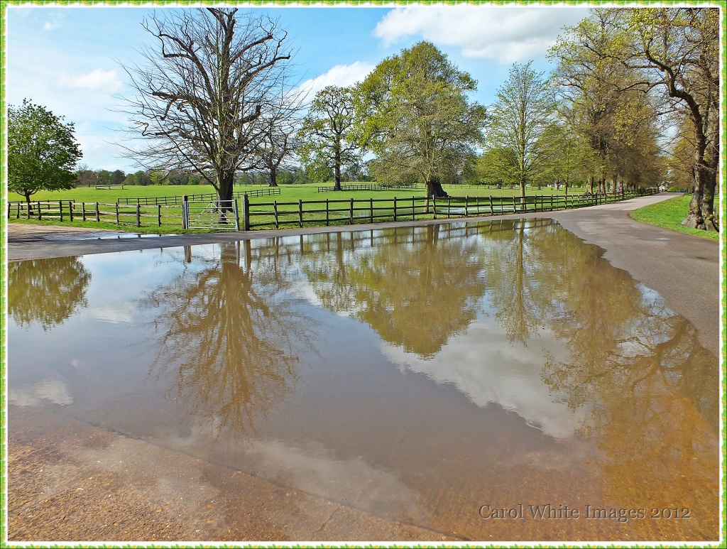 Reflections In A Rather Large Puddle by carolmw