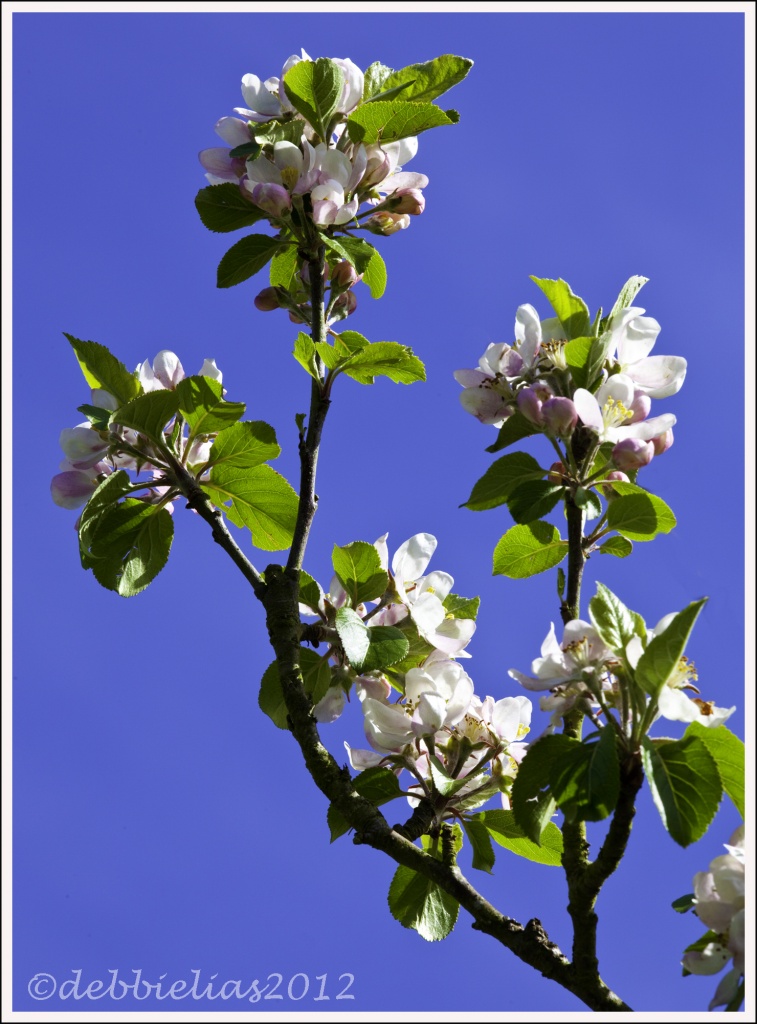 30.4.12 Apple Blossom sky by stoat