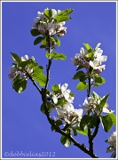 30th Apr 2012 - 30.4.12 Apple Blossom sky