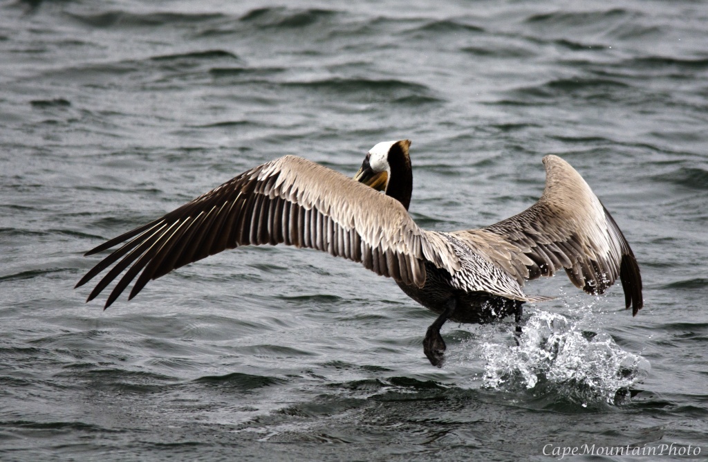 Pelican Taking Off for Dinner by jgpittenger