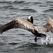 Pelican Taking Off for Dinner by jgpittenger