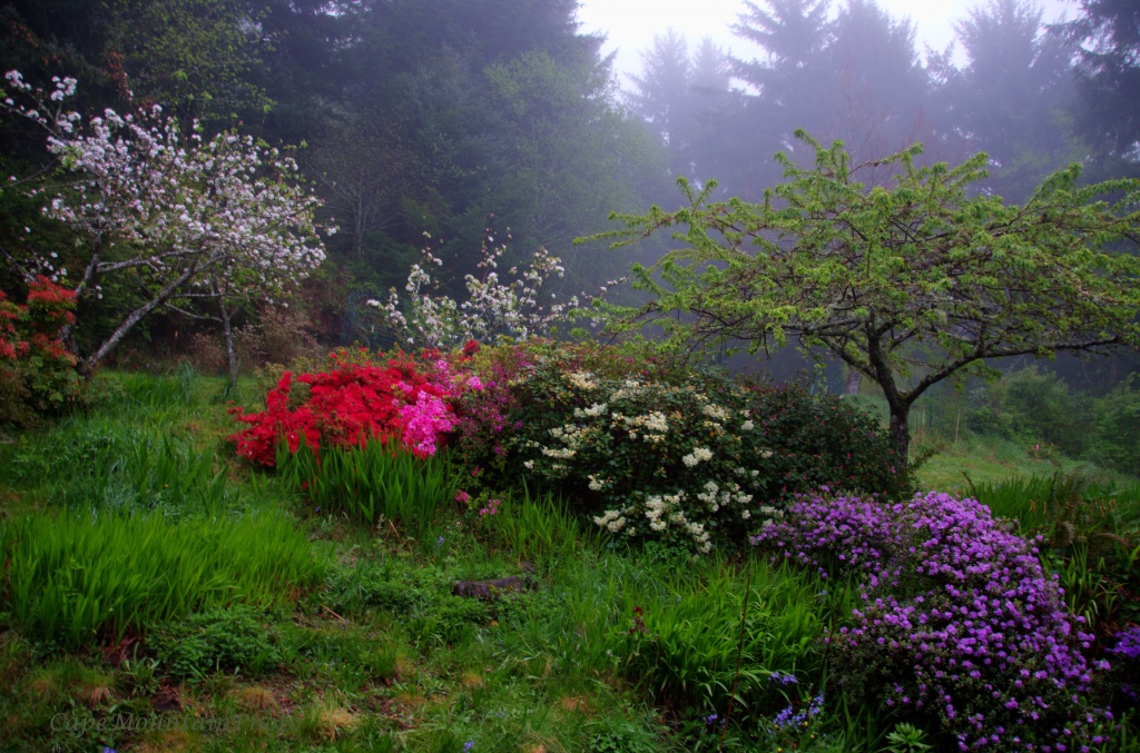 My Husband's Garden in the Mist by jgpittenger