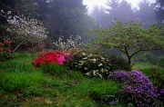 30th Apr 2012 - My Husband's Garden in the Mist