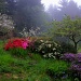 My Husband's Garden in the Mist by jgpittenger