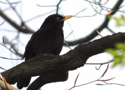 30th Apr 2012 - Blackbird