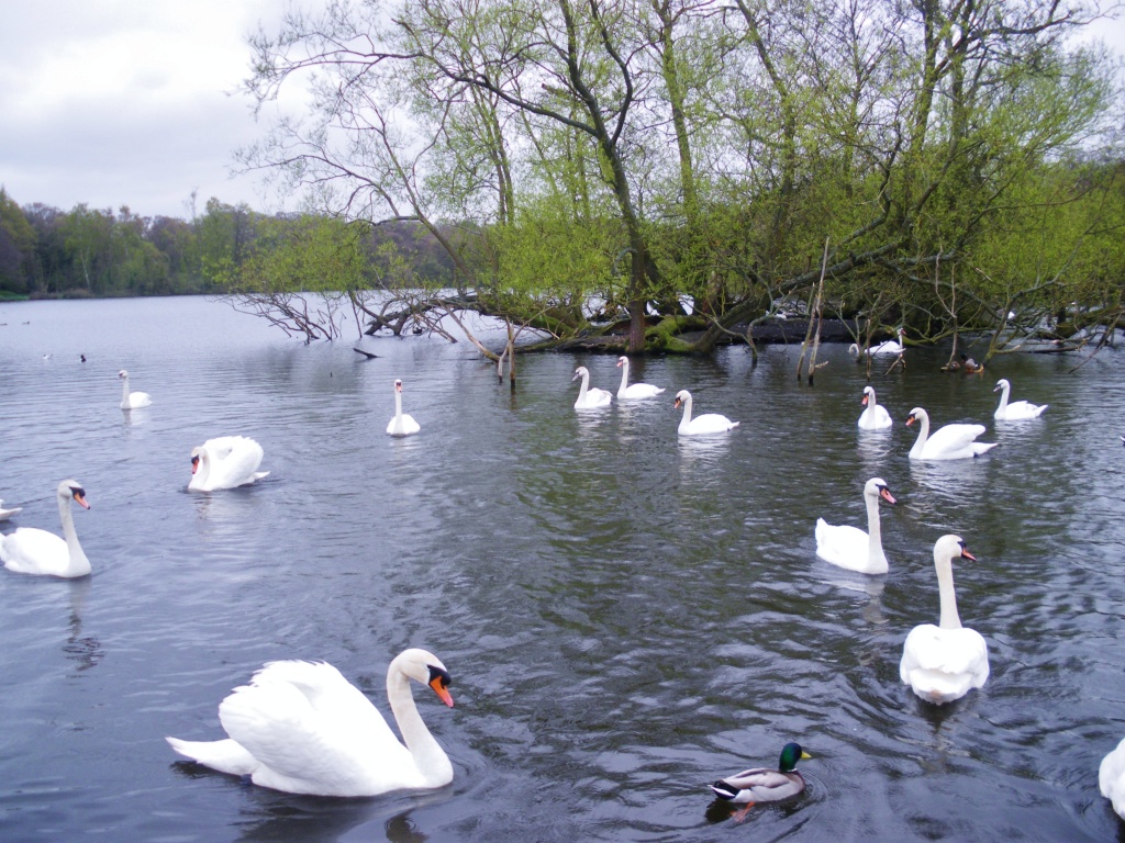 Swan Lake by moominmomma