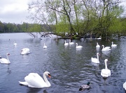 29th Apr 2012 - Swan Lake