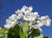 28th Apr 2012 - Blossom