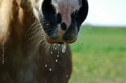 30th Apr 2012 - Thirsty