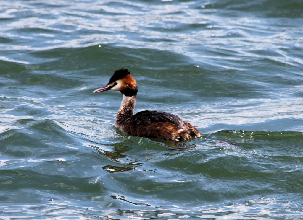 Great Crested Grebe by bulldog