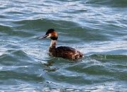 30th Apr 2012 - Great Crested Grebe