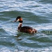 Great Crested Grebe by bulldog