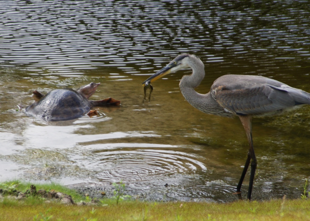Turtle, Frog and Heron Go to a Dinner Party by rob257