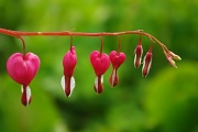 30th Apr 2012 - Hearts On the Line