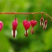 Hearts On the Line by vickisfotos