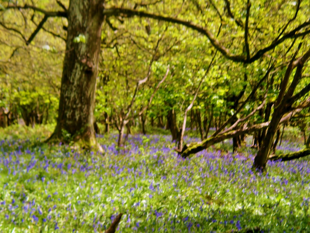 A walk in the bluebell woods. by snowy