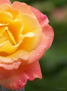 1st May 2012 - Tea rose glow... Best viewed large!