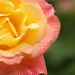 Tea rose glow... Best viewed large! by marlboromaam