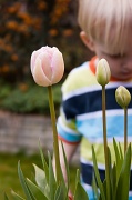 24th Apr 2012 - Tulip