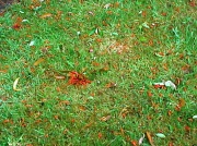 29th Apr 2012 - The grass under the flame tree  after the storm   