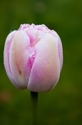 25th Apr 2012 - Tulip