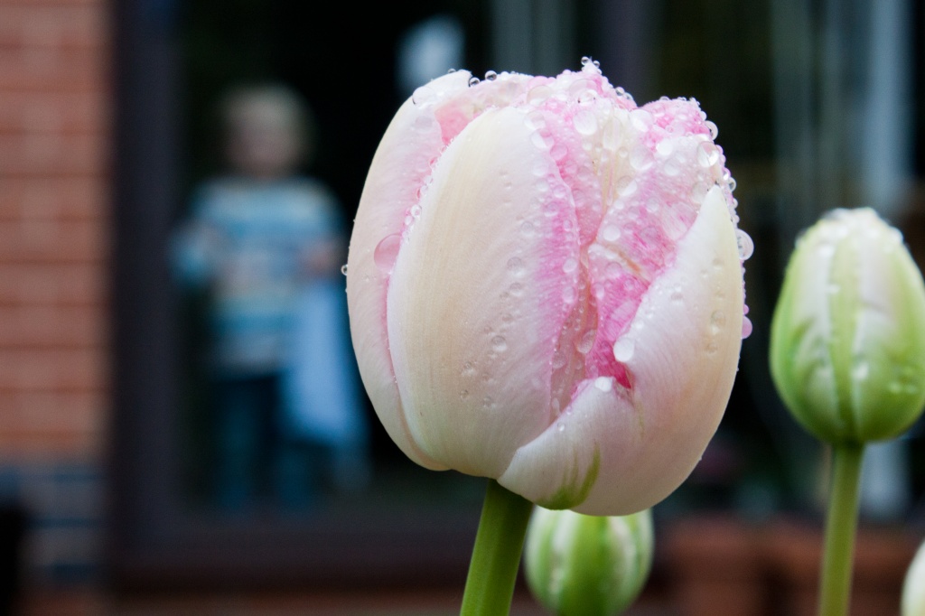 Tulip by natsnell