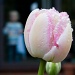 Tulip by natsnell