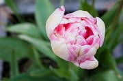 27th Apr 2012 - Tulip