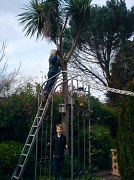 30th Apr 2012 - Pruning the palm tree  