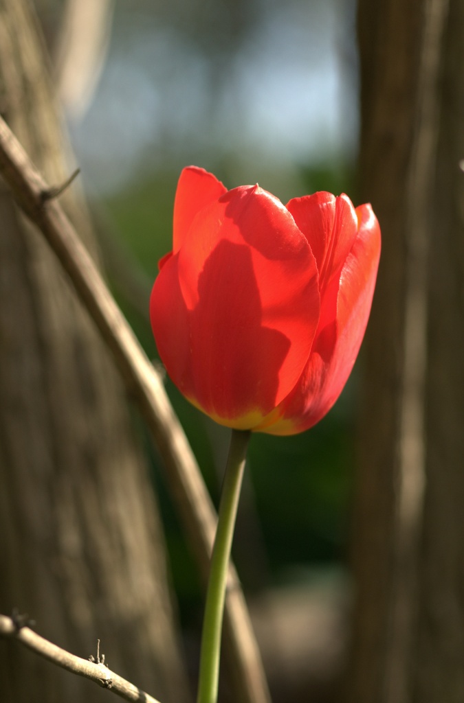 Lone Tulip by jayberg