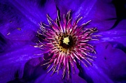 30th Apr 2012 - Full Bloom