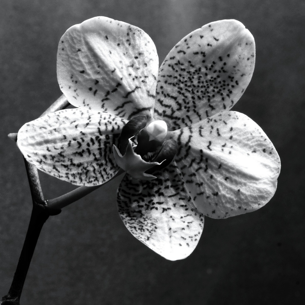 Artist Challenge: Max Dupain - Orchid by bmnorthernlight