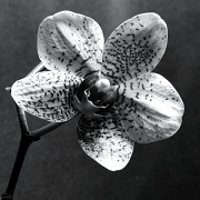30th Apr 2012 - Artist Challenge: Max Dupain - Orchid