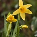 Daffodil? by kiwichick