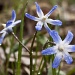 Little blue flowers by kiwichick