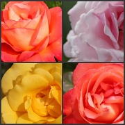 30th Apr 2012 - New Roses Collage