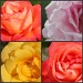 New Roses Collage by cdonohoue