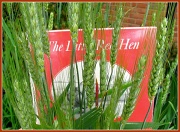 1st May 2012 - The Little Red Hen