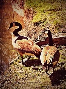 29th Apr 2012 - geese